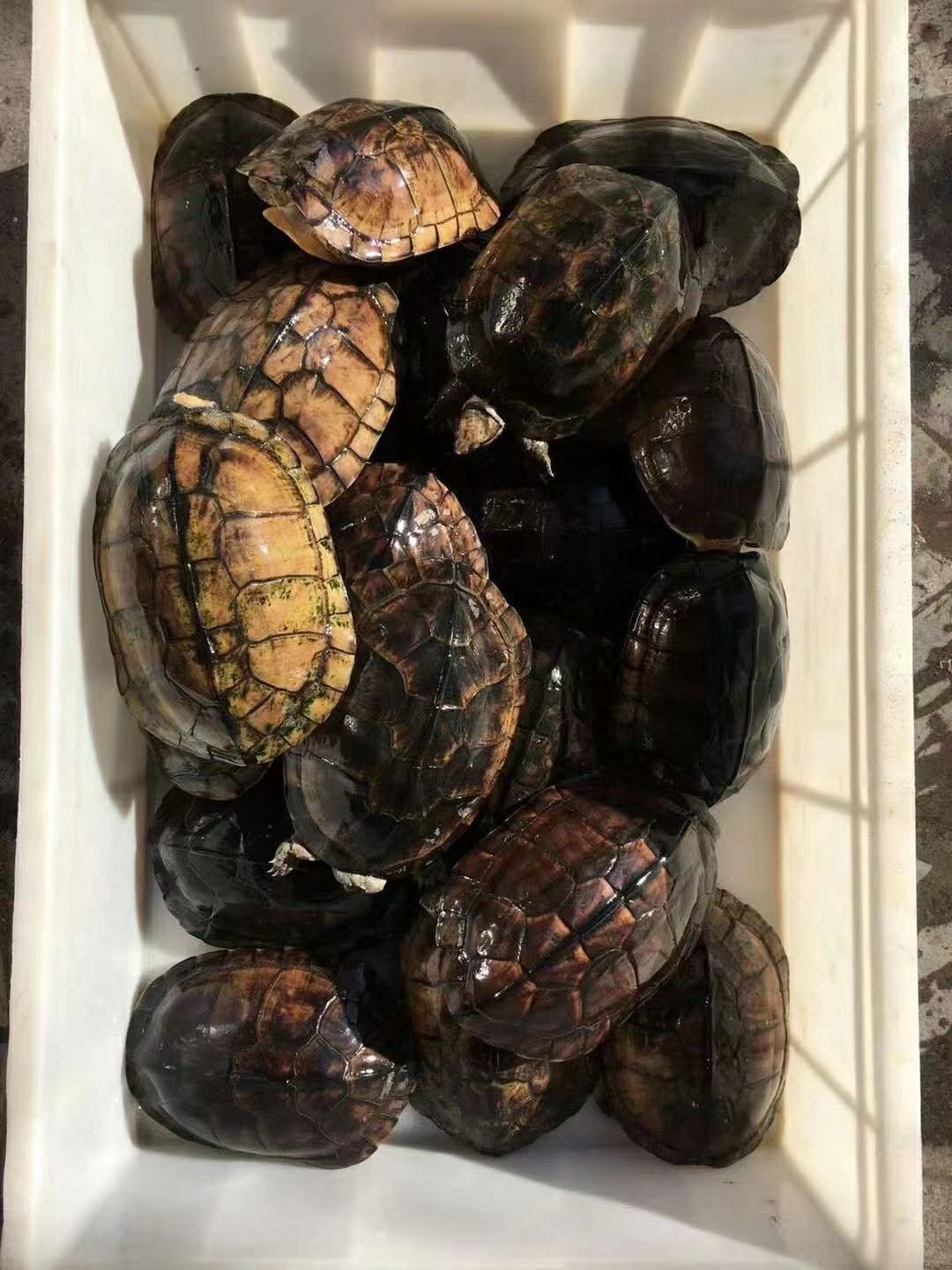 探寻珍稀水生宝藏，最新石龟价格大揭秘！